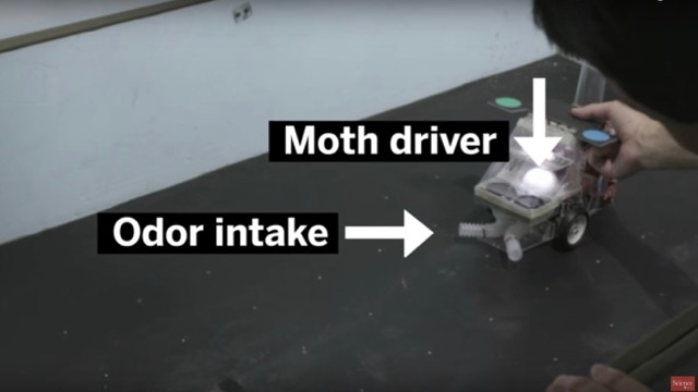 臭い探知ロボット最前線、蛾パイロット。そう、蛾だよ3